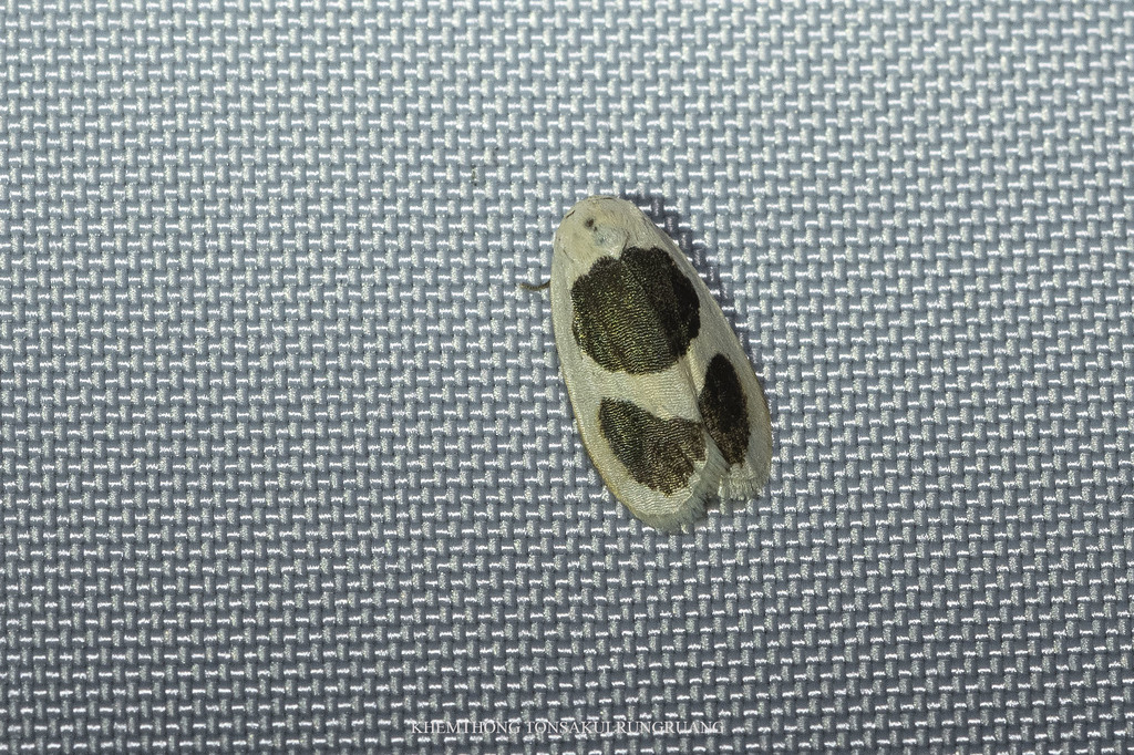 Garudinia biplagiata