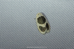 Garudinia biplagiata