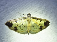 Eulepte concordalis