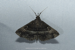 Adrapsa mediana