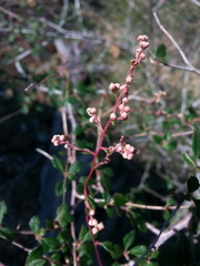 Holodiscus discolor cedrorum