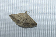 Blasticorhinus