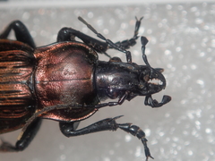 Carabus morbillosus
