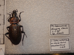 Carabus morbillosus