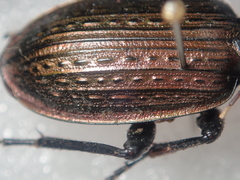 Carabus morbillosus