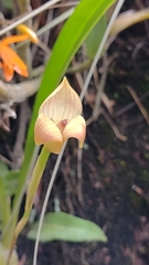 Maxillaria egertoniana