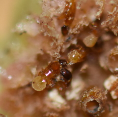 Pegoscapus williamsi