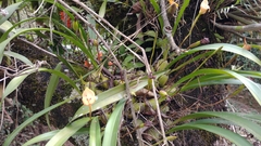 Maxillaria egertoniana