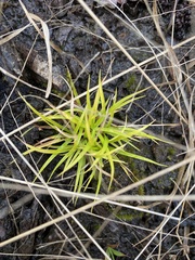 Lachnocaulon