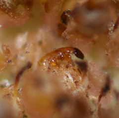 Pegoscapus williamsi