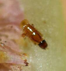 Pegoscapus williamsi