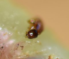 Pegoscapus williamsi