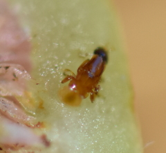 Pegoscapus williamsi