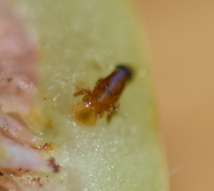 Pegoscapus williamsi