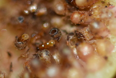 Pegoscapus williamsi