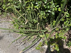 Sansevieria cylindrica