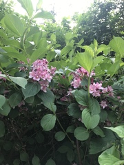 Weigela
