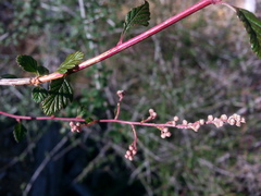 Holodiscus discolor cedrorum