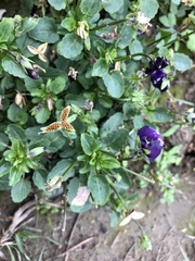 Viola confusa