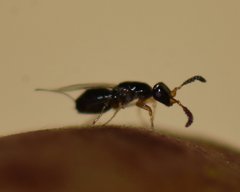 Pegoscapus williamsi