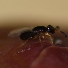 Pegoscapus williamsi