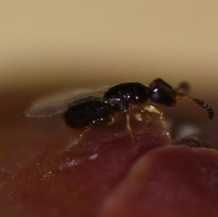 Pegoscapus williamsi