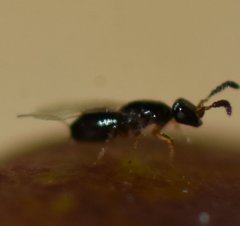 Pegoscapus williamsi