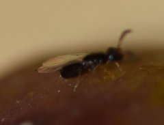 Pegoscapus williamsi