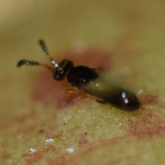 Pegoscapus williamsi