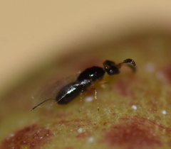 Pegoscapus williamsi