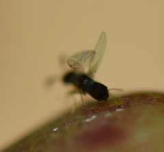 Pegoscapus williamsi