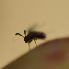 Pegoscapus williamsi