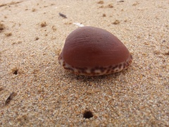 Notocypraea angustata