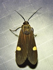 Aclytia punctata