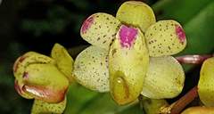 Aerides quinquevulnera