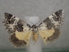 Xenogenes eustrotiodes