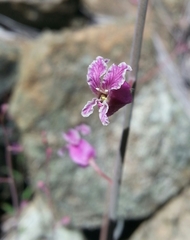 Streptanthus glandulosus hoffmanii