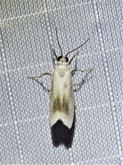 Nephelosia
