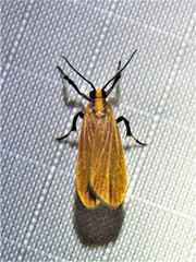 Lycomorphodes sordida