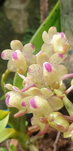 Orchid of the Sacred Sleep (Aerides quinquevulnera)