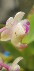 Aerides quinquevulnera