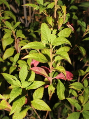 Ageratina ligustrina