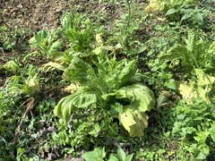 Brassica juncea integrifolia