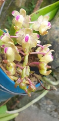 Aerides quinquevulnera