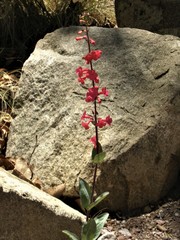 Penstemon superbus