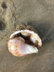 Maoricrypta sodalis