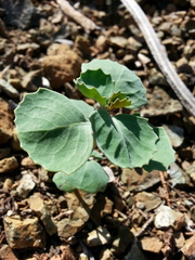 Streptanthus morrisonii
