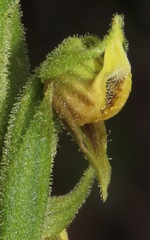 Pterichis