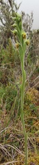 Pterichis