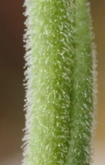 Pterichis
